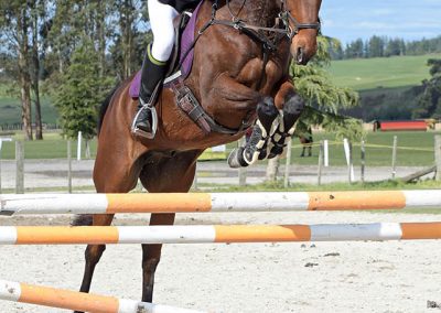 J43: SOLD !!!   Ideal Young Rider / Amateur Jumper