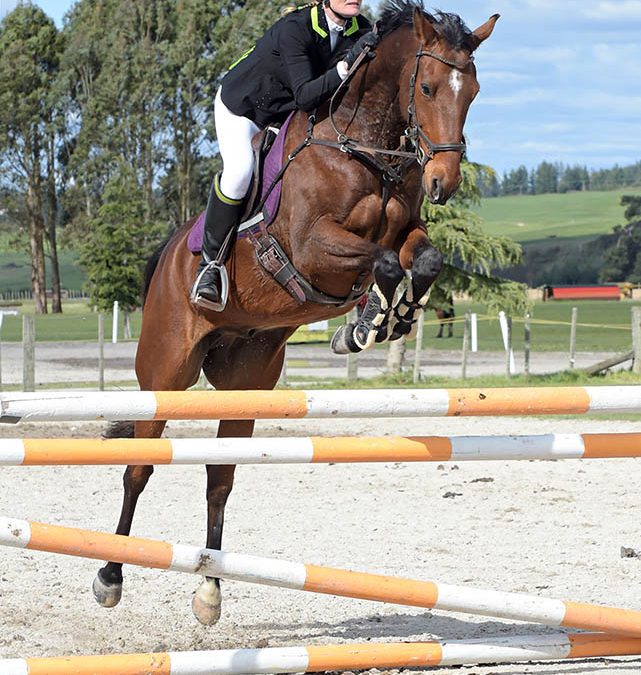 J43: SOLD !!!   Ideal Young Rider / Amateur Jumper