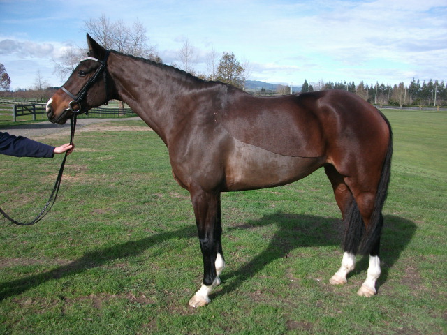 SOLD in NZ !!!   Young Mare Oozing Quality
