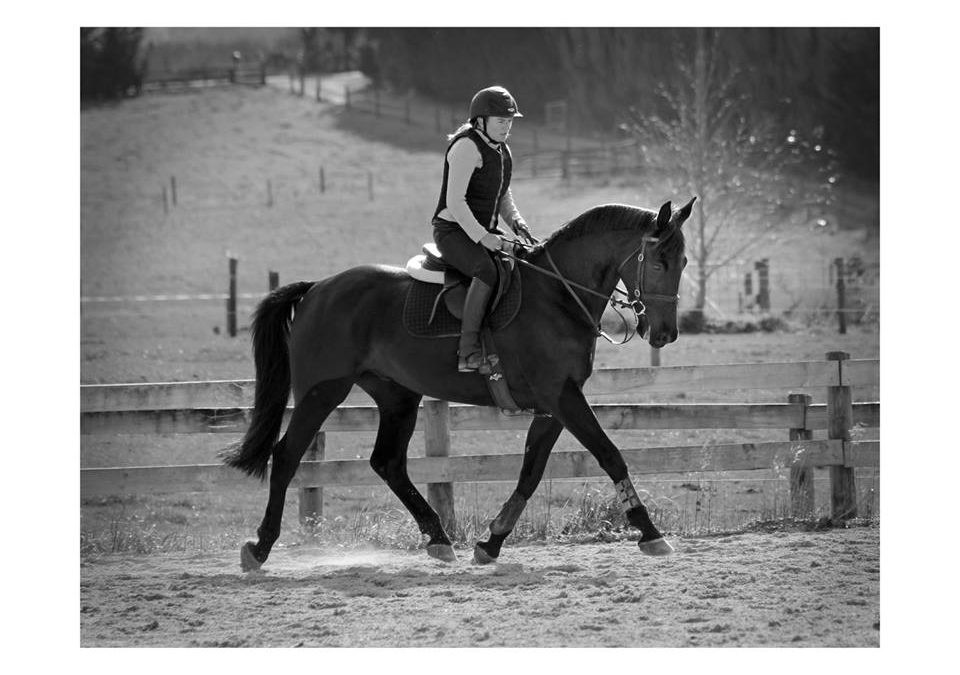 SOLD !!!    Very Well Bred Dressage Prospect