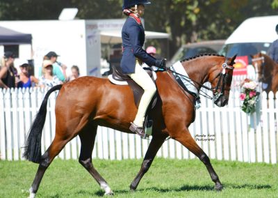 P1: Fancy Experienced Childs Show Pony