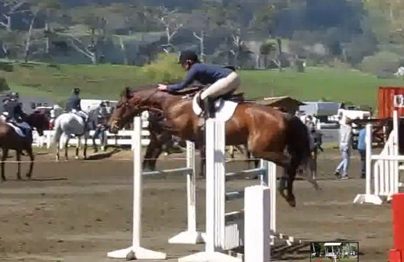 J20: Brilliant Small Junior Show Jumper!