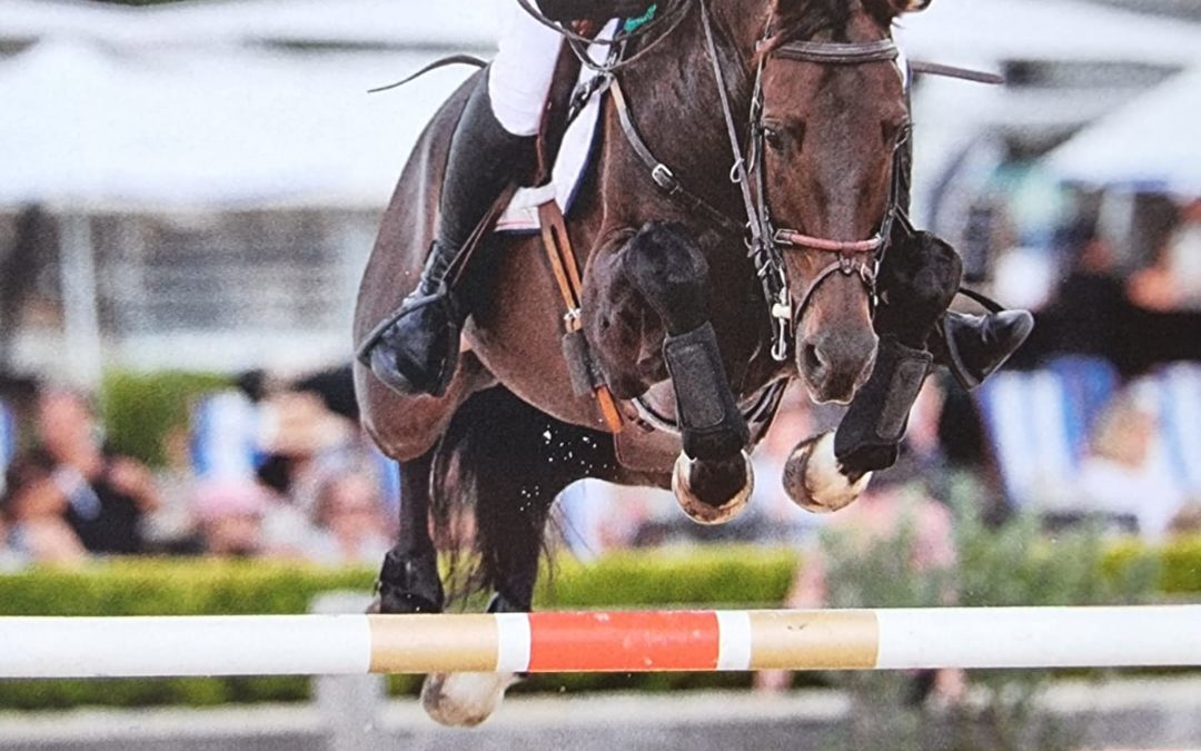 SOLD in NZ  !!!  :  Top Class Young Rider SJ Prospect