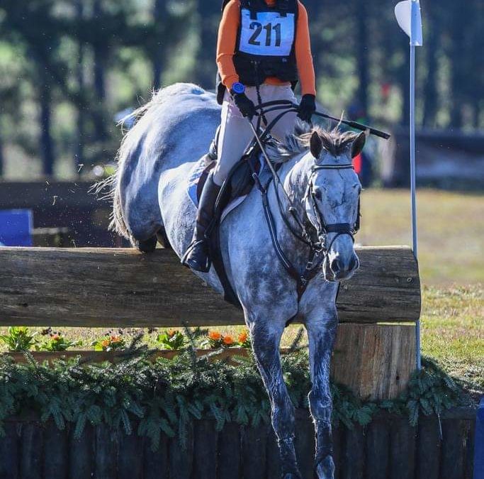 SOLD to UK !!!  :  2* EVENTING WINNER
