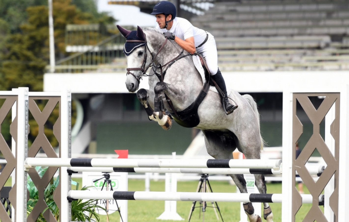 Show Jumping Horses for Sale Quality NZ Horses