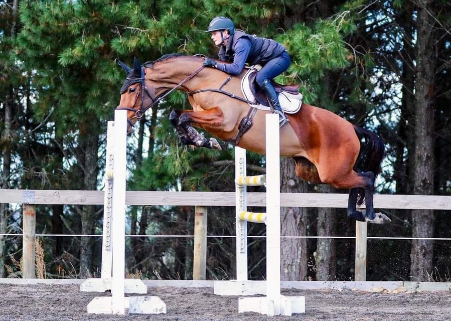 SOLD to AUSTRALIA !!!      TALENTED SHOW JUMPING PROSPECT !!!