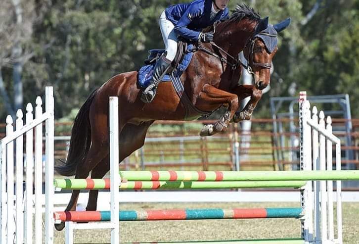 SOLD in AUSTRALIA !!!    TOP YOUNG RIDER SHOW JUMPING PROSPECT