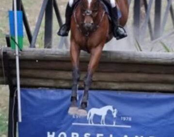 SOLD to CHINA !!!  EXPERIENCED 3* EVENTING SCHOOLMASTER ( from AUSTRALIA)