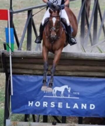 SOLD to CHINA !!!  EXPERIENCED 3* EVENTING SCHOOLMASTER ( from AUSTRALIA)