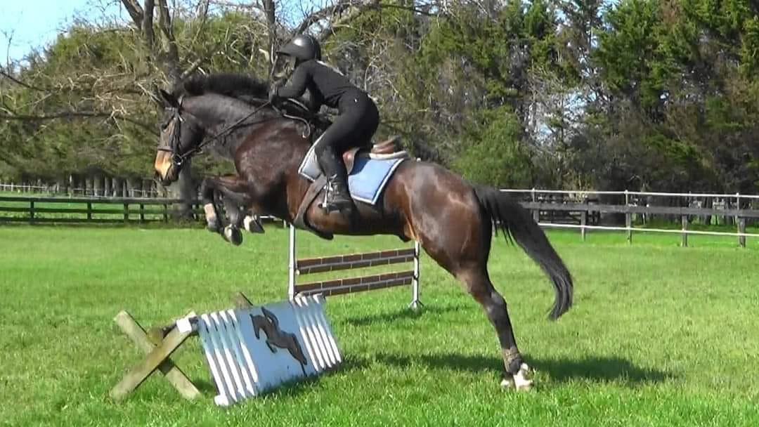 SOLD in NZ !!!  TALENTED JUMPER / GREAT MOVER !!!