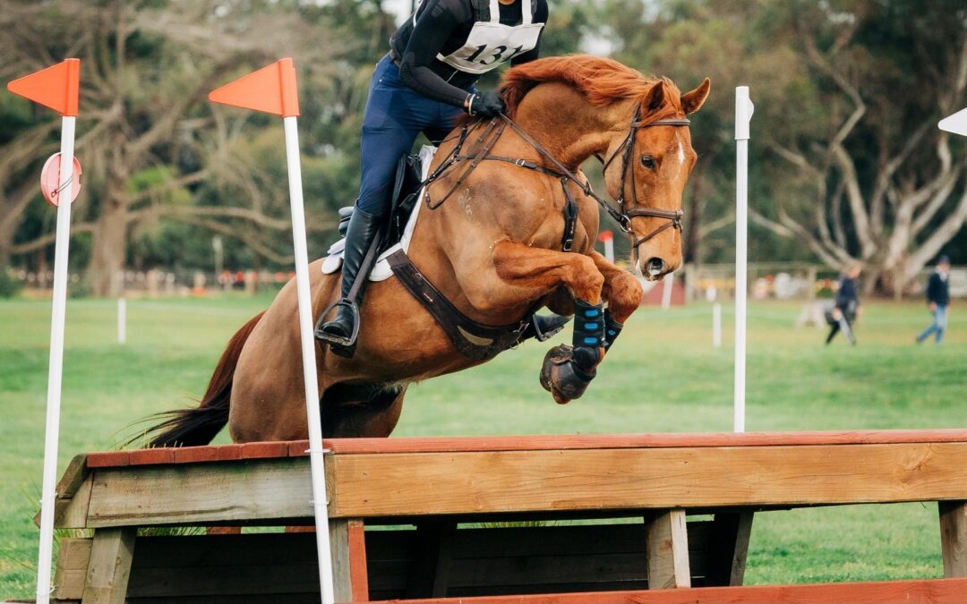 E 523 : QUALITY COMPETITIVE 1* EVENTER ( AUST ) !!!