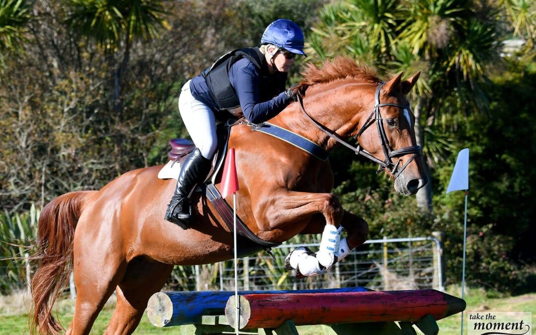 E 526 : QUALITY TALENTED 1* WARMBLOOD  MARE
