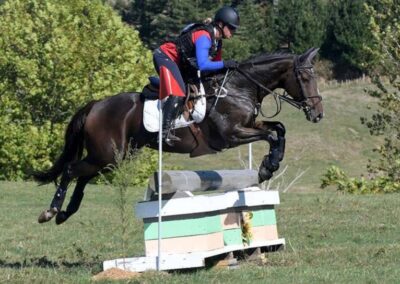 E 525 : REAL CRACKER JUNIORS 1* EVENTER / SHOW JUMPER !!!