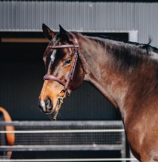 E 526 : RISING 6YO ELITE SHOW JUMPING / EVENTING  PROSPECT !!!