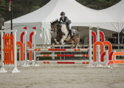 SOLD to CHINA !!!  SUPER EVENTING / SHOW JUMPING PONY