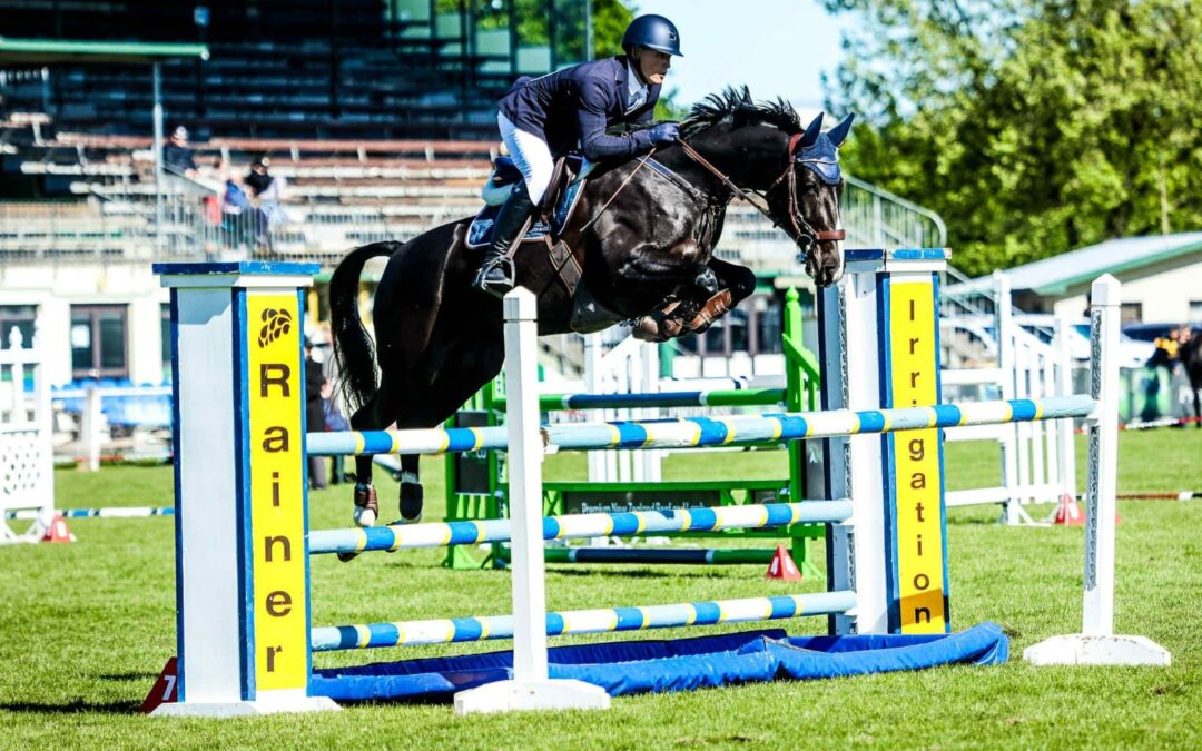 SOLD !!!    CLASSY JUNIOR / YOUNG RIDER SHOW JUMPER