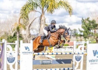 SOLD !!!      MULTIPLE WINS 1.35M JNR/ YR SHOW JUMMPER !!!