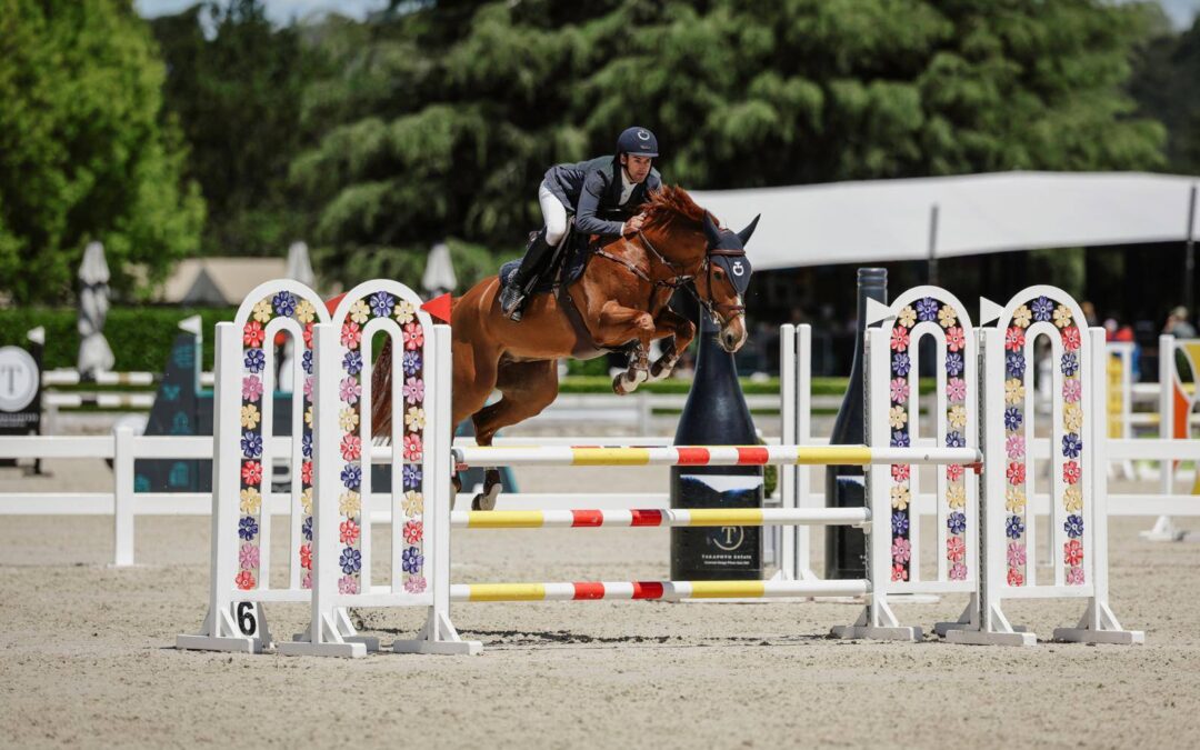 SOLD !!!    STUNNING TALENTED YOUNG MARE