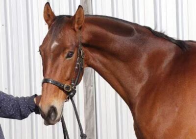 SOLD to CHINA !!!    EXPERIENCED 5*  EVENTER / MULTIPLE WINS 4* LEVEL