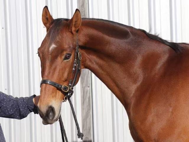 SOLD to CHINA !!!    EXPERIENCED 5*  EVENTER / MULTIPLE WINS 4* LEVEL