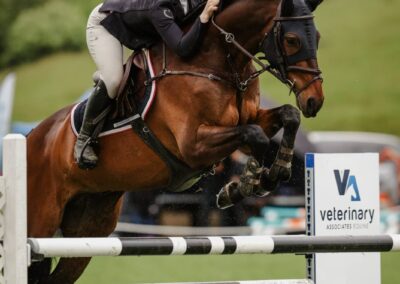 SOLD to CHINA !!!  TALENTED 1.35M / 1.40M SHOW JUMPER