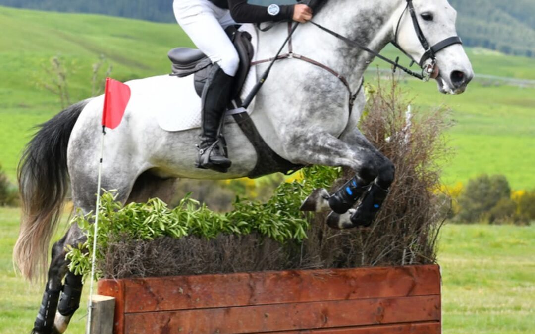 SOLD to CHINA !!!  STUNNING 1* EVENTER / MULTIPLE WINS 1.20M SHOW JUMPING