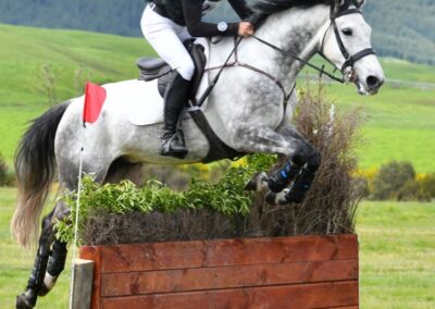 SOLD to CHINA !!!  STUNNING 1* EVENTER / MULTIPLE WINS 1.20M SHOW JUMPING