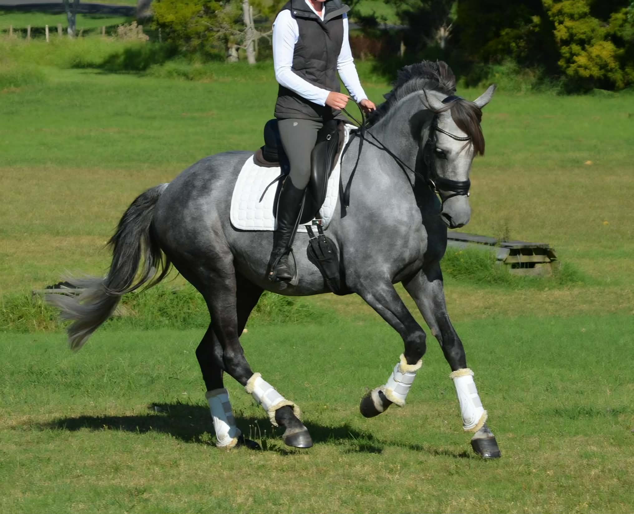London canter